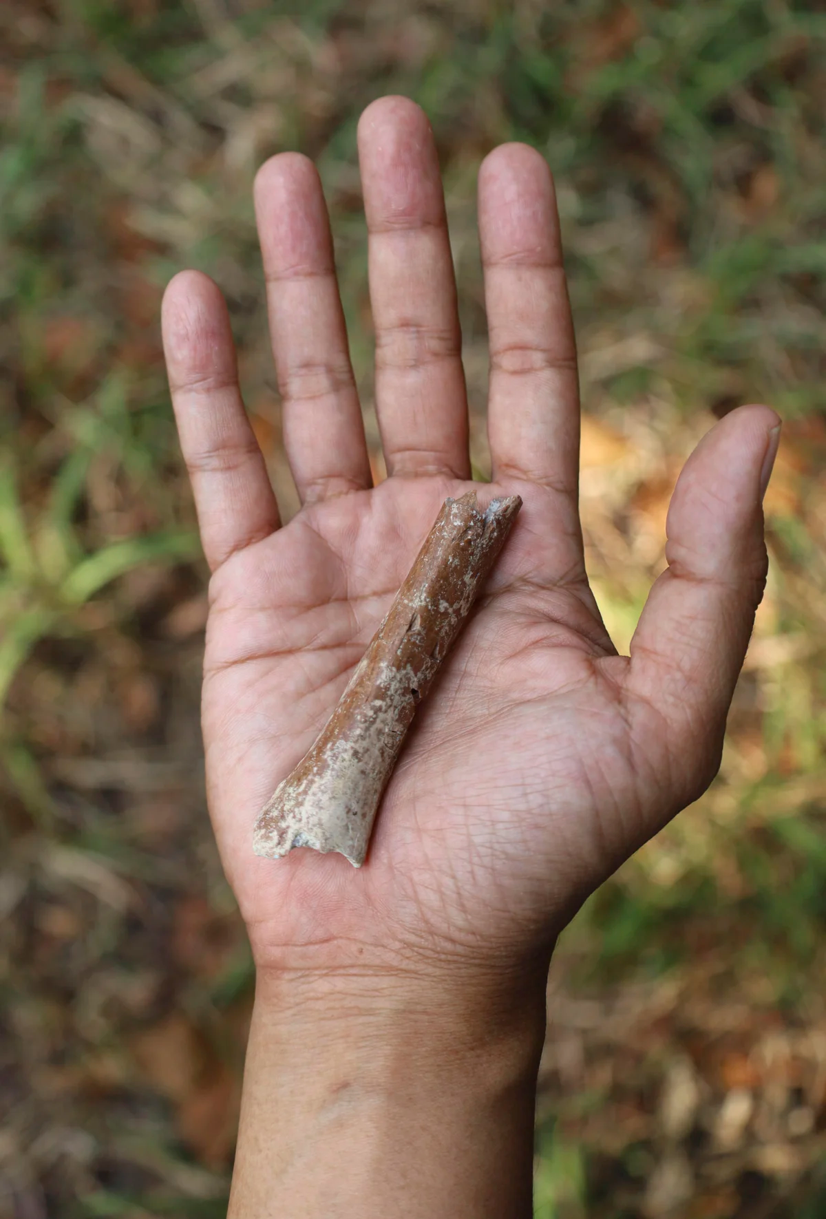 Fossils suggest even smaller ‘hobbits’ roamed an Indonesian island 700,000 years ago