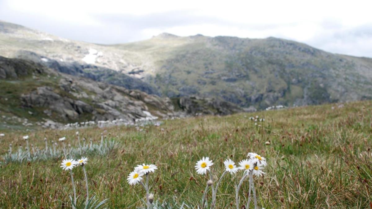 World-first summit to target cost of biodiversity loss