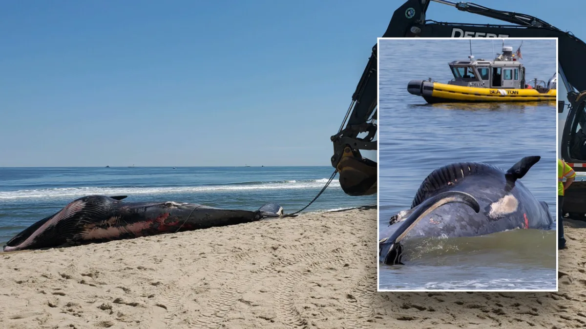 Cruise ship docks at New York City port with 44-foot dead endangered whale caught on its bow