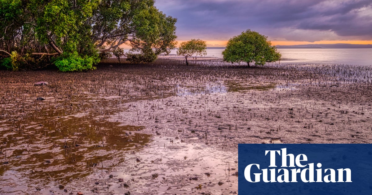 Tanya Plibersek rejects Toondah harbour project over impact on globally significant wetlands