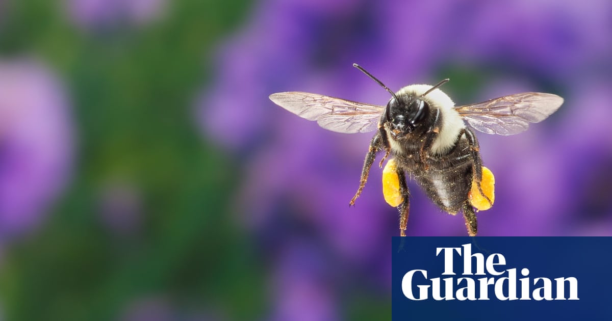 Bumblebee species able to survive underwater for up to a week