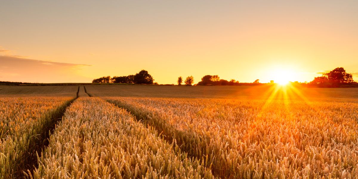 One Scientist’s 96-Year-Old Wheat Goldmine Is About to Transform Agriculture