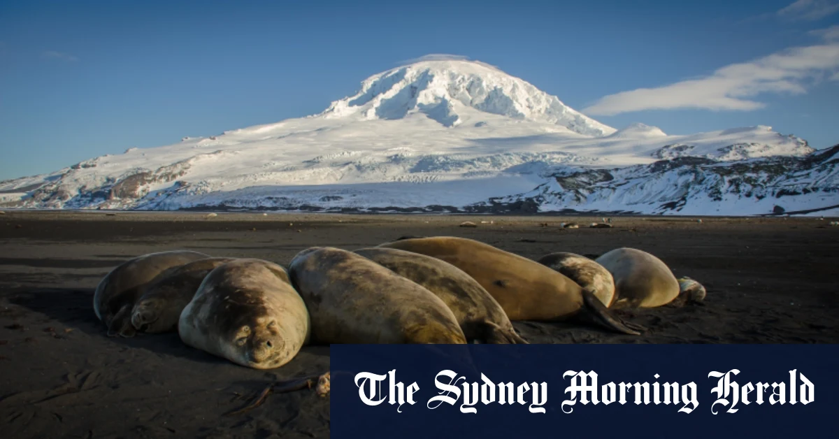 Half Australia’s oceans to be protected in win for seals, penguins