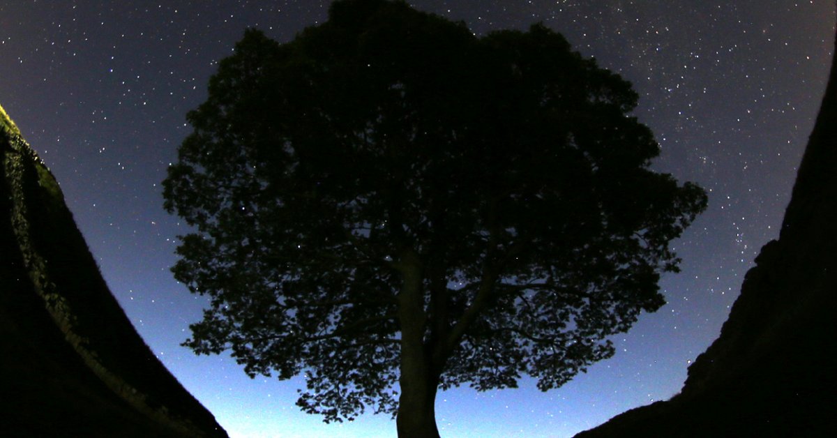 Two Charged With Cutting Down Famous Tree Near Hadrian's Wall