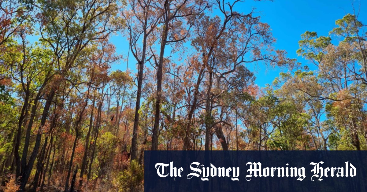 Drying and dying: South West forests hit by warming climate