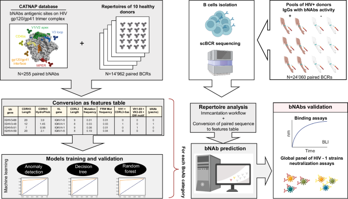 RAIN: machine learning-based identification for HIV-1 bNAbs