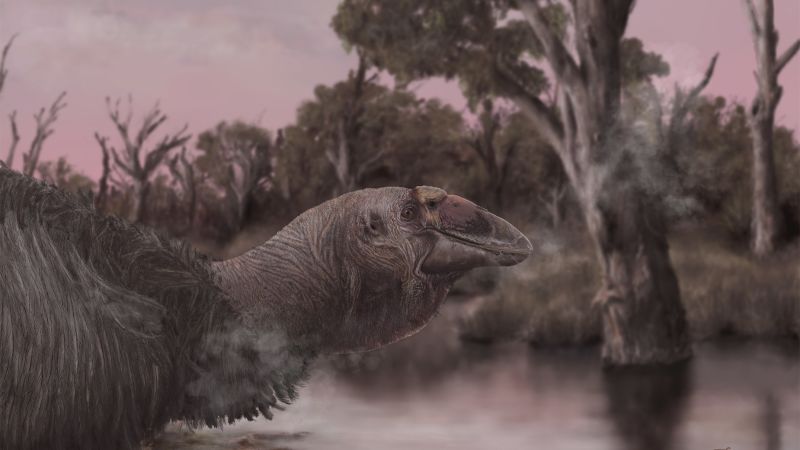 Rare skull of an extinct, massive ‘thunder bird’ discovered in Australia