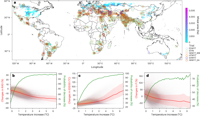 New wheat breeding paradigms for a warming climate