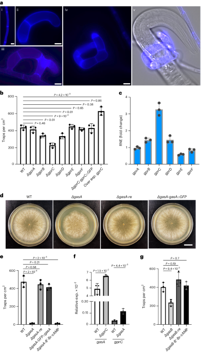 GprC of the nematode-trapping fungus Arthrobotrys flagrans activates mitochondria and reprograms fungal cells for nematode hunting