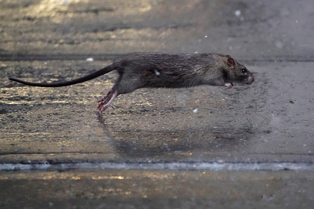 To lower its rat population, NYC considers birth control as a humane option