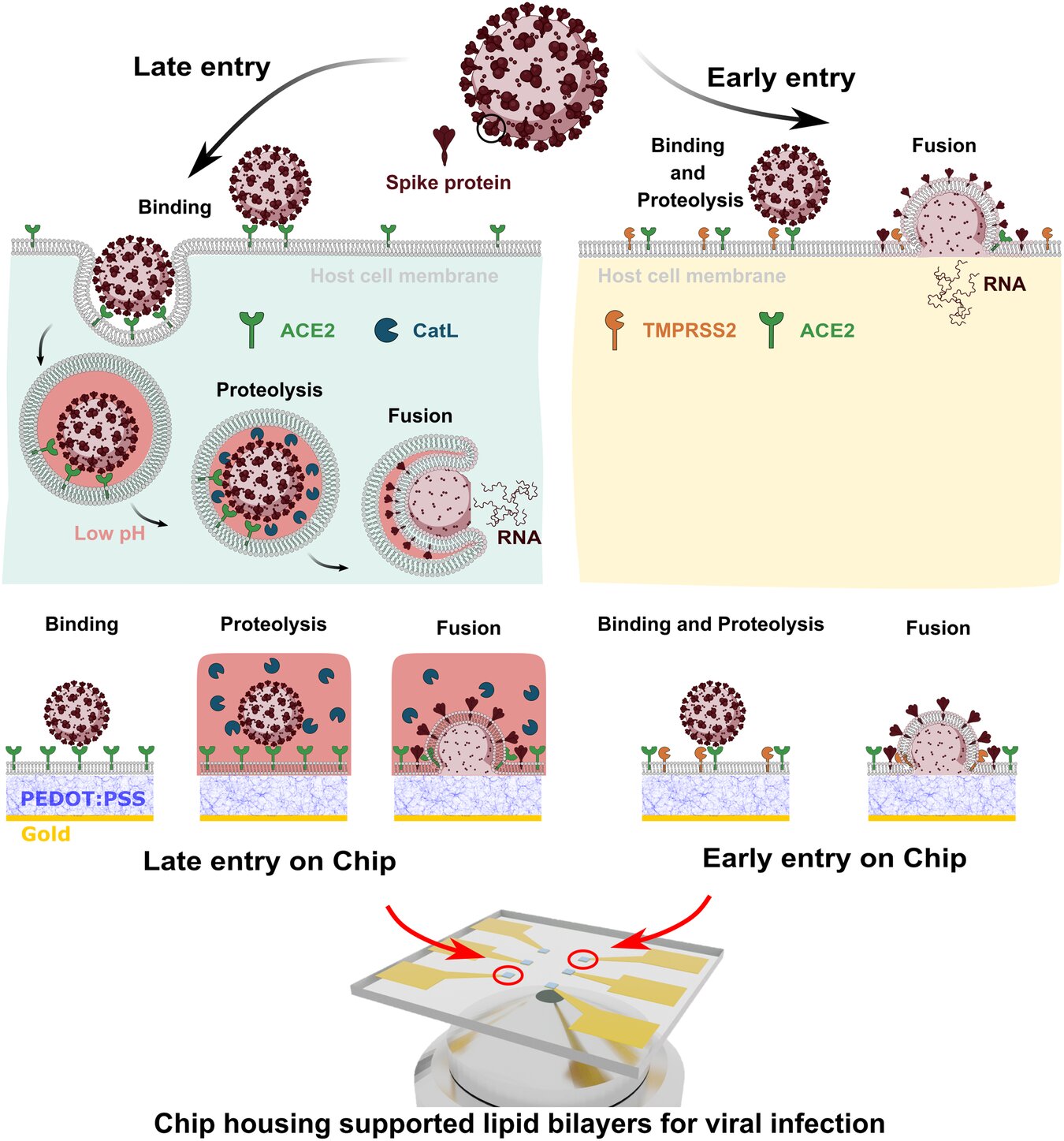 Bio-based tool quickly detects concerning coronavirus variants