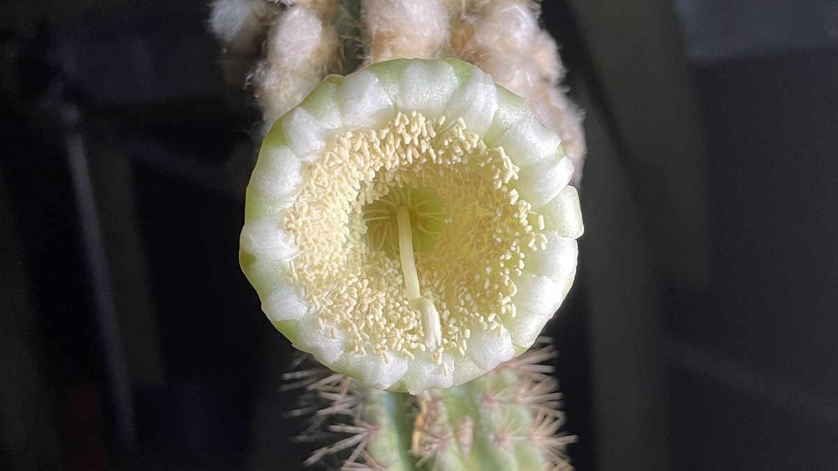 First local extinction in the US to sea level rise due to climate change is a cactus