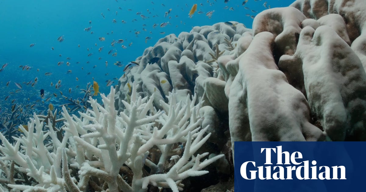 Great Barrier Reef suffering ‘most severe’ coral bleaching on record – video