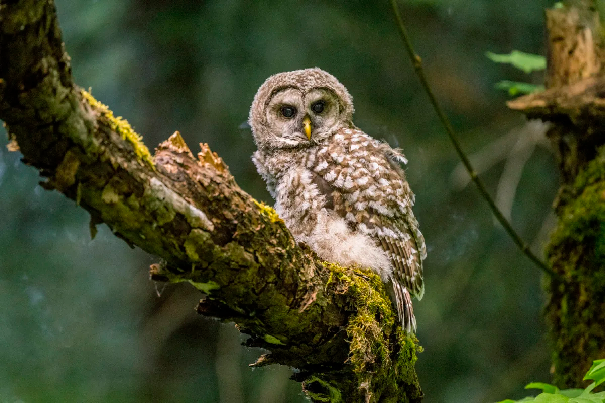 Federal agency plans to cull 450,000 barred owls to boost another species