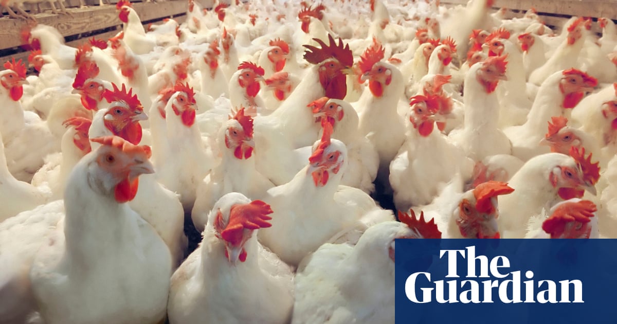 Texas egg facility halts production after bird flu found in chickens