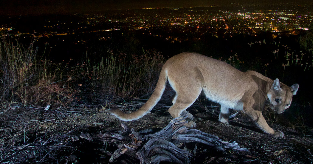 Mountain Lion Attack Leaves Man Dead and Brother Injured in California