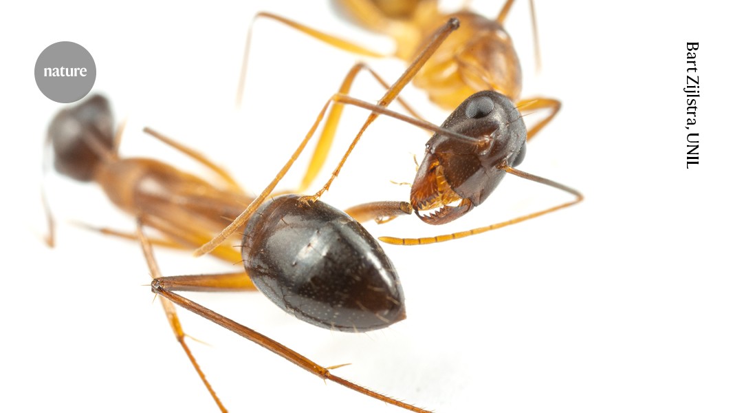 Ants amputate their nest mates’ legs to save lives