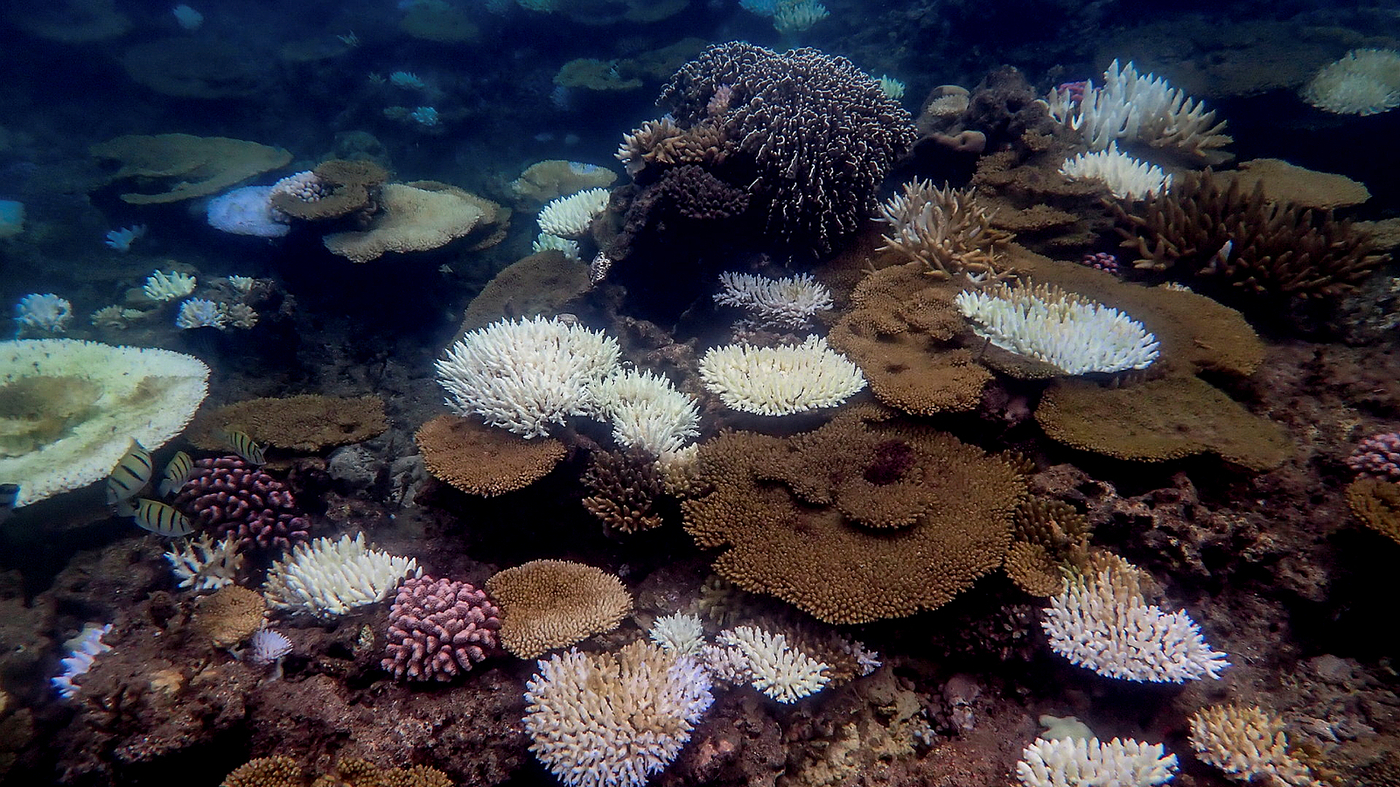 Coral reefs can't keep up with climate change. So scientists are speeding up evolution