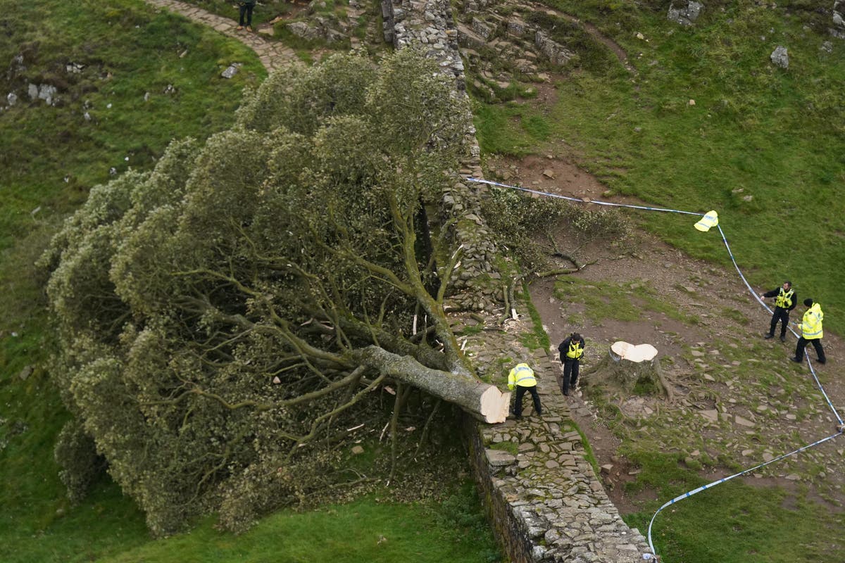 Sycamore Gap tree: Two men charged over felling of famous tree at Hadrian’s wall