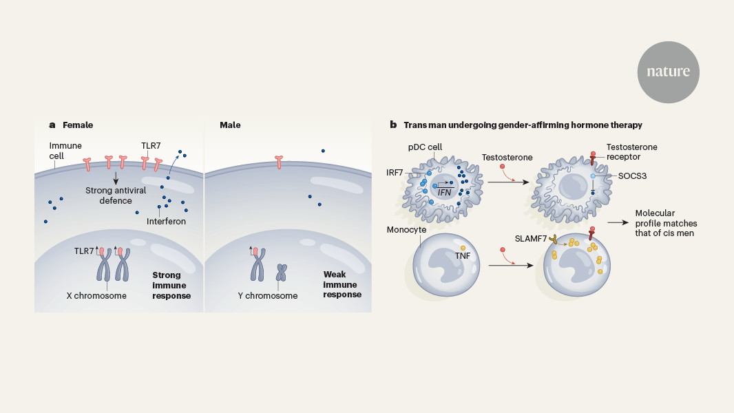 The immune system of trans men reveals how hormones shape immunity