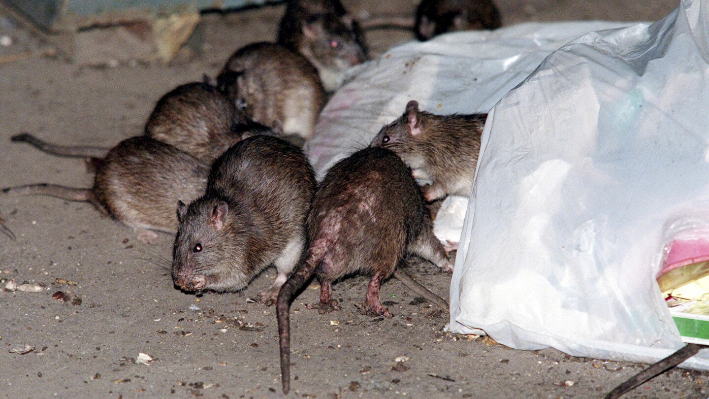 How to get rid of NYC rats without brutality? Birth control is one idea