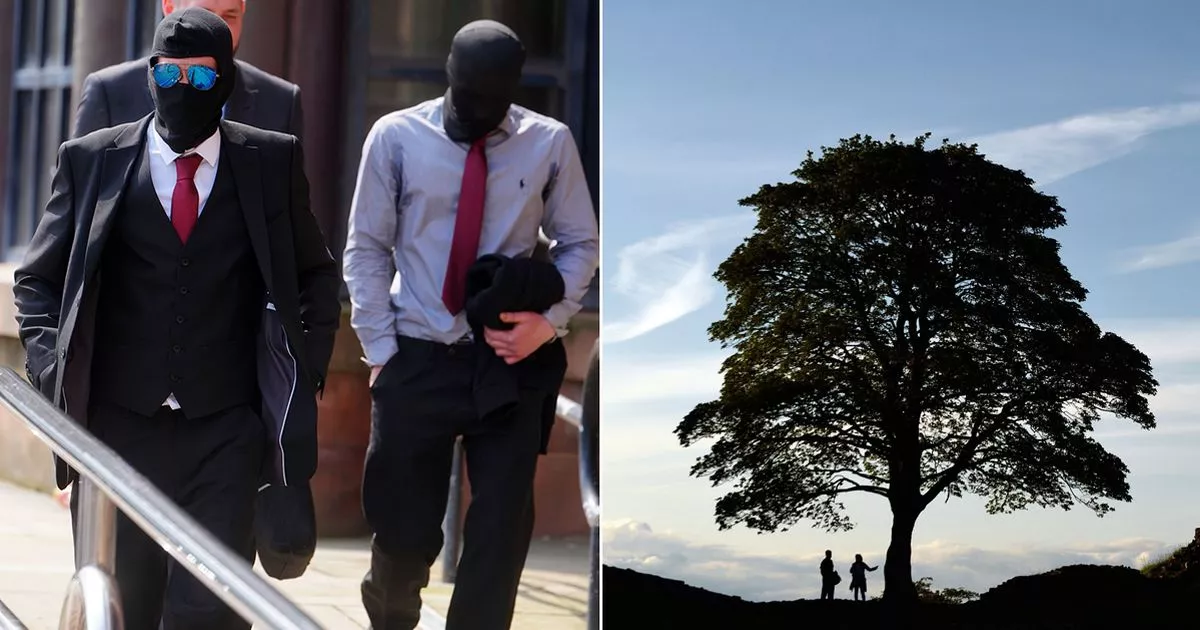 Duo accused of cutting down Sycamore Gap tree arrive at court wearing balaclavas