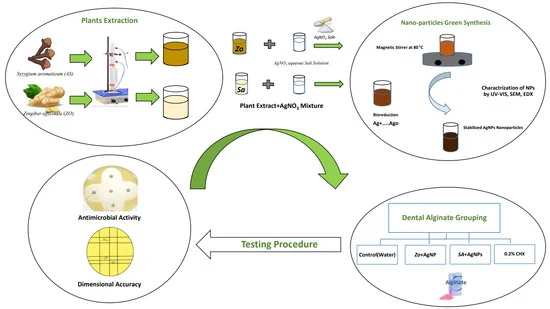 Enhancing Dental Alginate with Syzygium aromaticum, Zingiber officinale and Green Silver Nanoparticles: A Nature-Enhanced Approach for Superior Infection Control