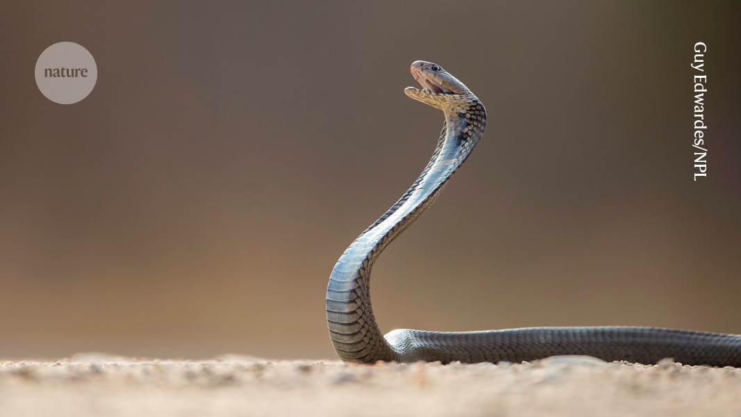 Cobras and mambas and coral snakes, oh my! DNA shows their origins