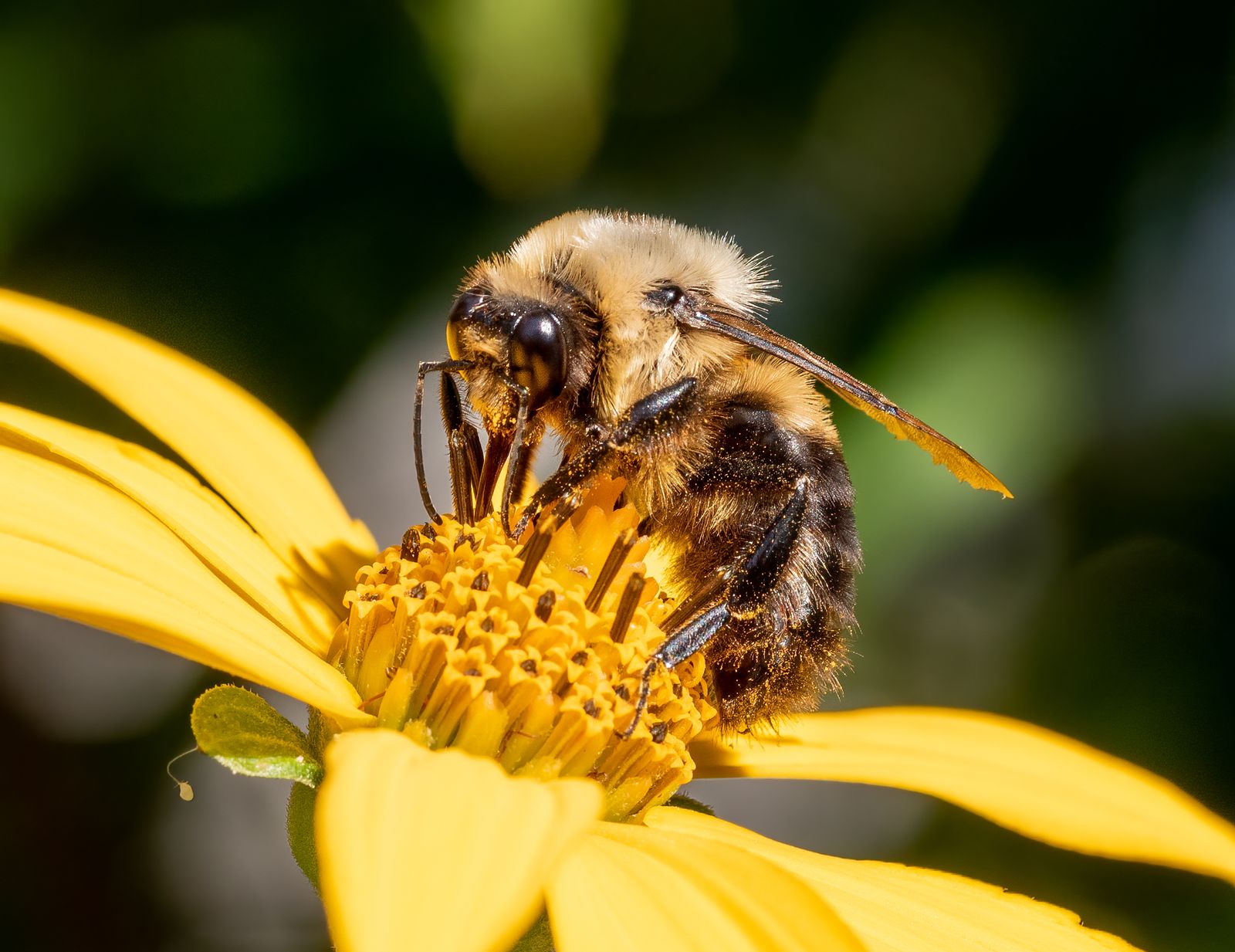 Hibernating Bumblebee Queens Can Survive Underwater for Up to a Week, Study Finds