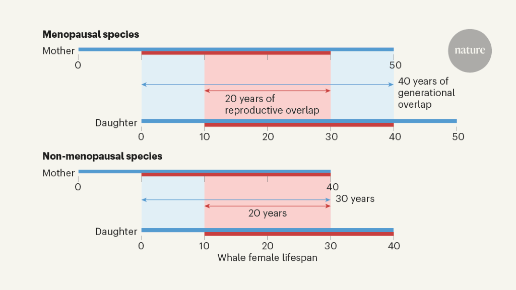 Whale Menopause Mystery Unveiled Study Highlights Evolutionary