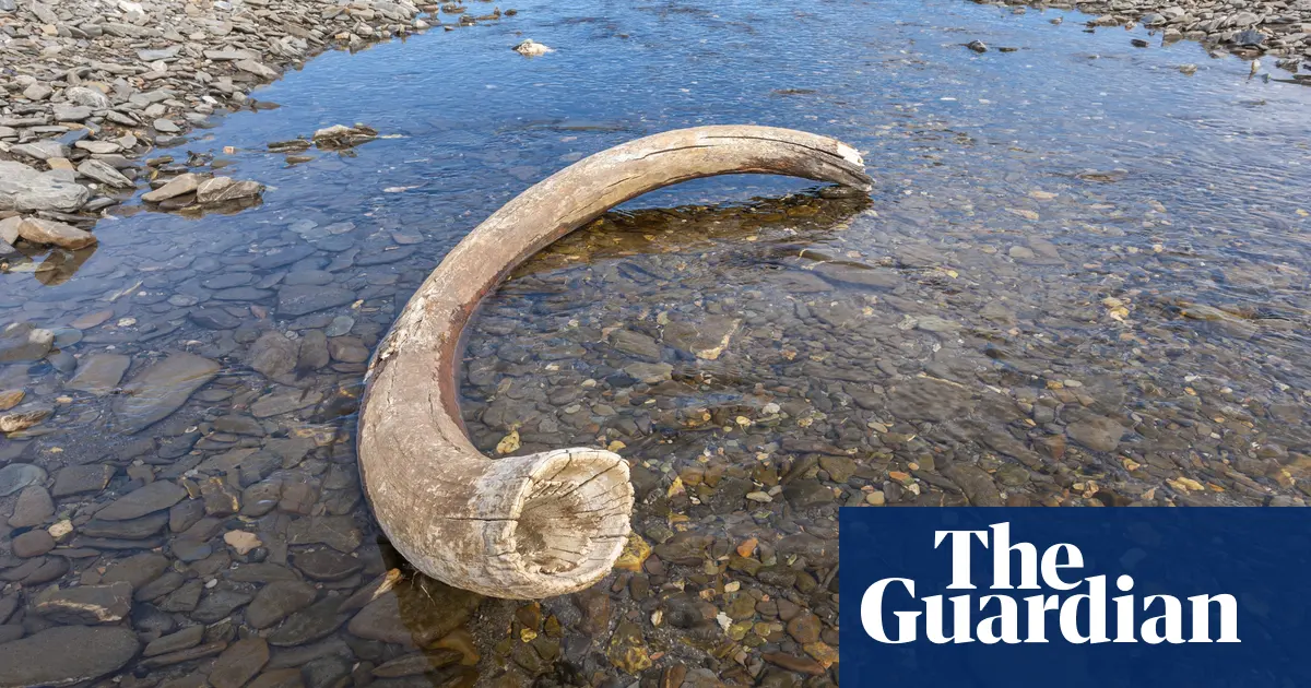 Freak event probably killed last woolly mammoths, scientists say