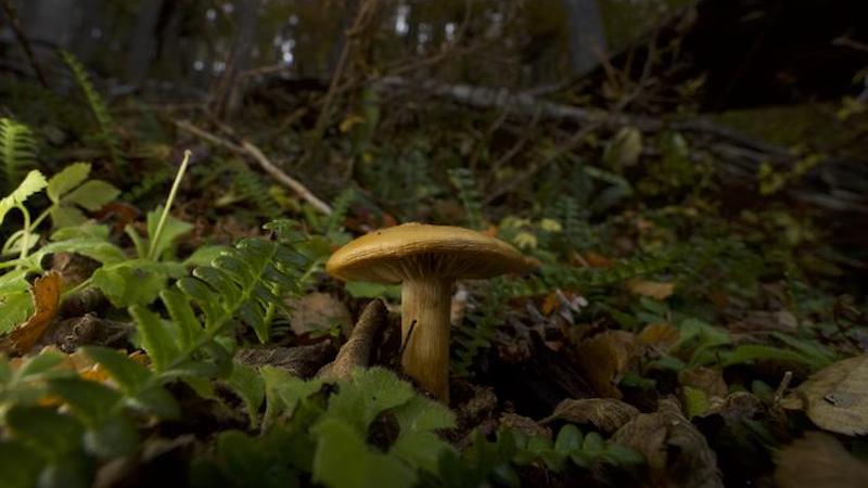 Climate Change Moving Tree Populations Away From Soil Fungi That Sustain Them