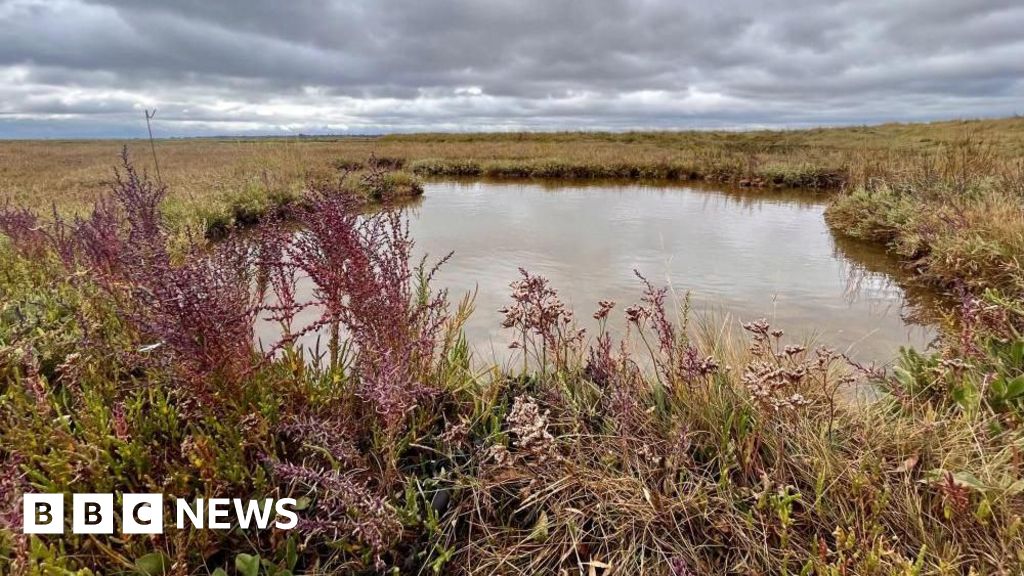 Calls to protect Essex saltmarshes as vital carbon stores