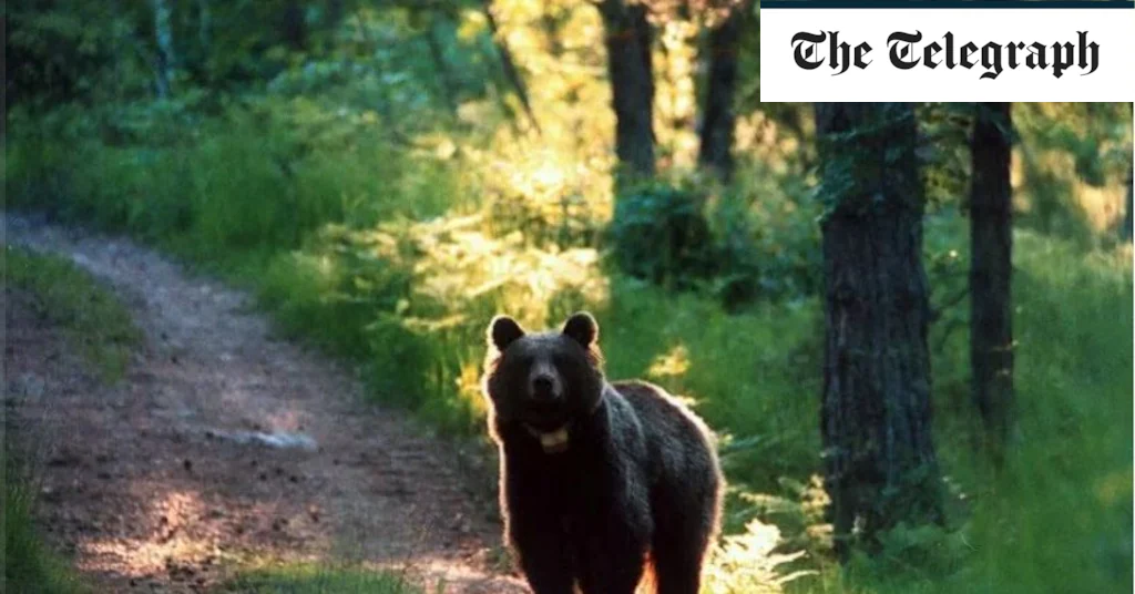 Italy's environment minister condemns killing of bear that attacked tourist