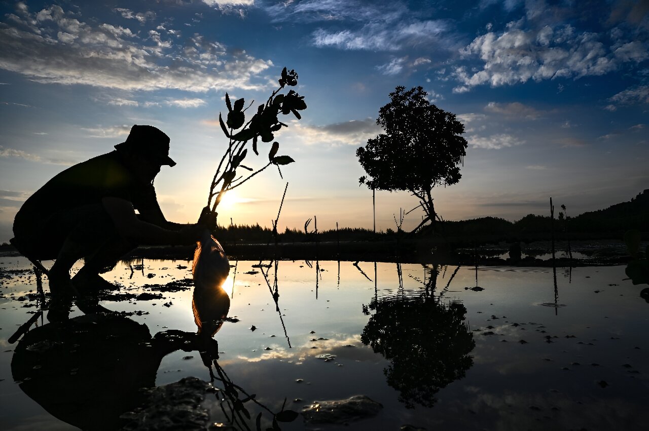 Half of mangrove ecosystems at risk: conservationists