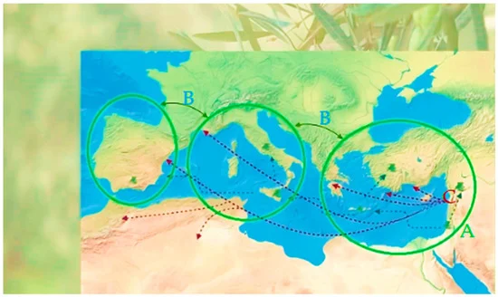 Therapeutic Potential of Olive Leaf Extracts: A Comprehensive Review