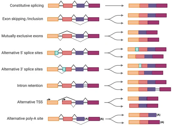 The Role of RNA Splicing in Liver Function and Disease: A Focus on Metabolic Dysfunction-Associated Steatotic Liver Disease