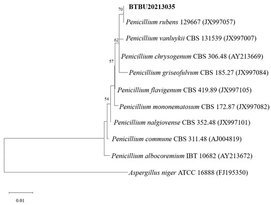 Secondary Metabolites from Marine-Derived Fungus Penicillium rubens BTBU20213035