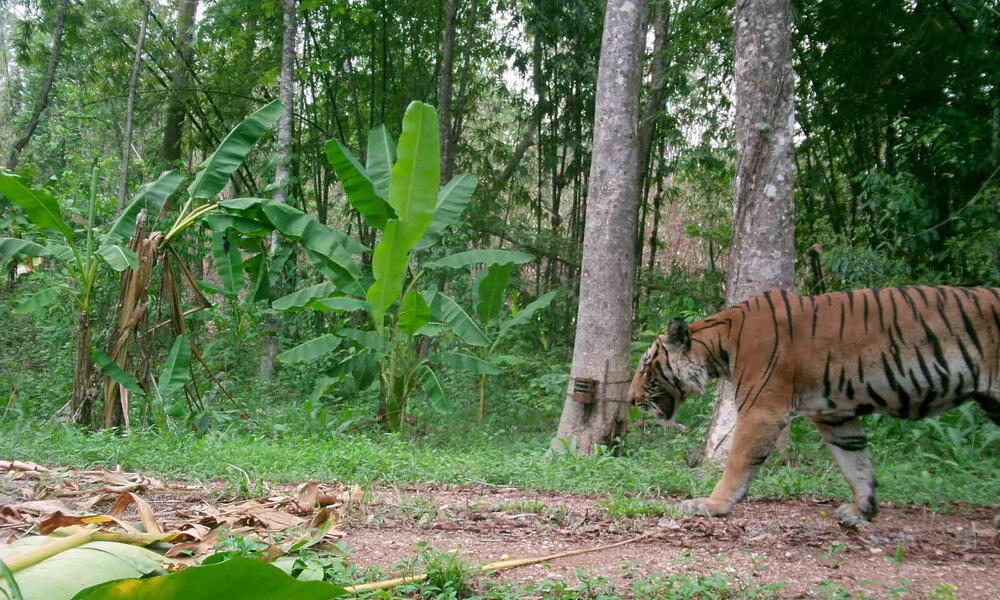 Wild tiger population increases in Thailand