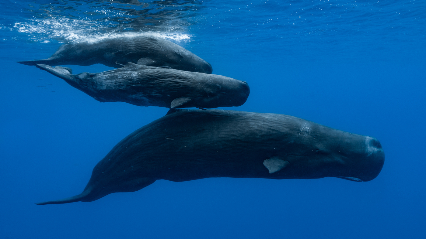 What are sperm whales saying? Researchers find a complex 'alphabet'