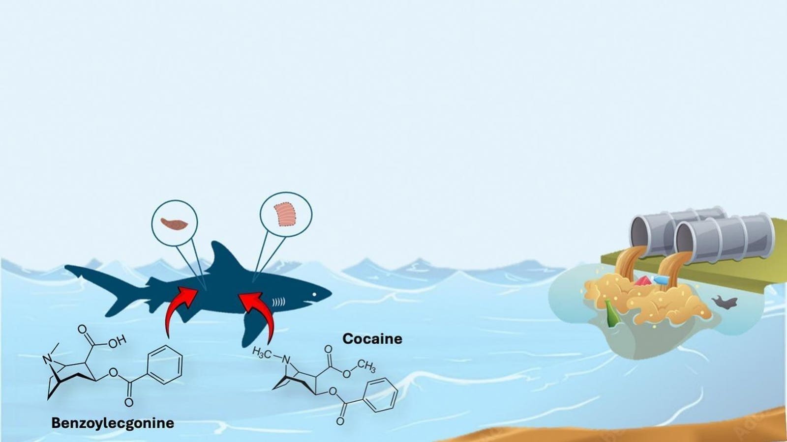 Sharks On Cocaine: Recreational Narcotics Are Contaminating Ecosystems