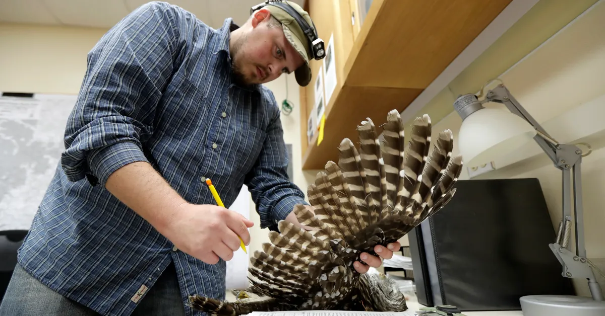 U.S. Embraces Plan to Save Spotted Owls From Extinction