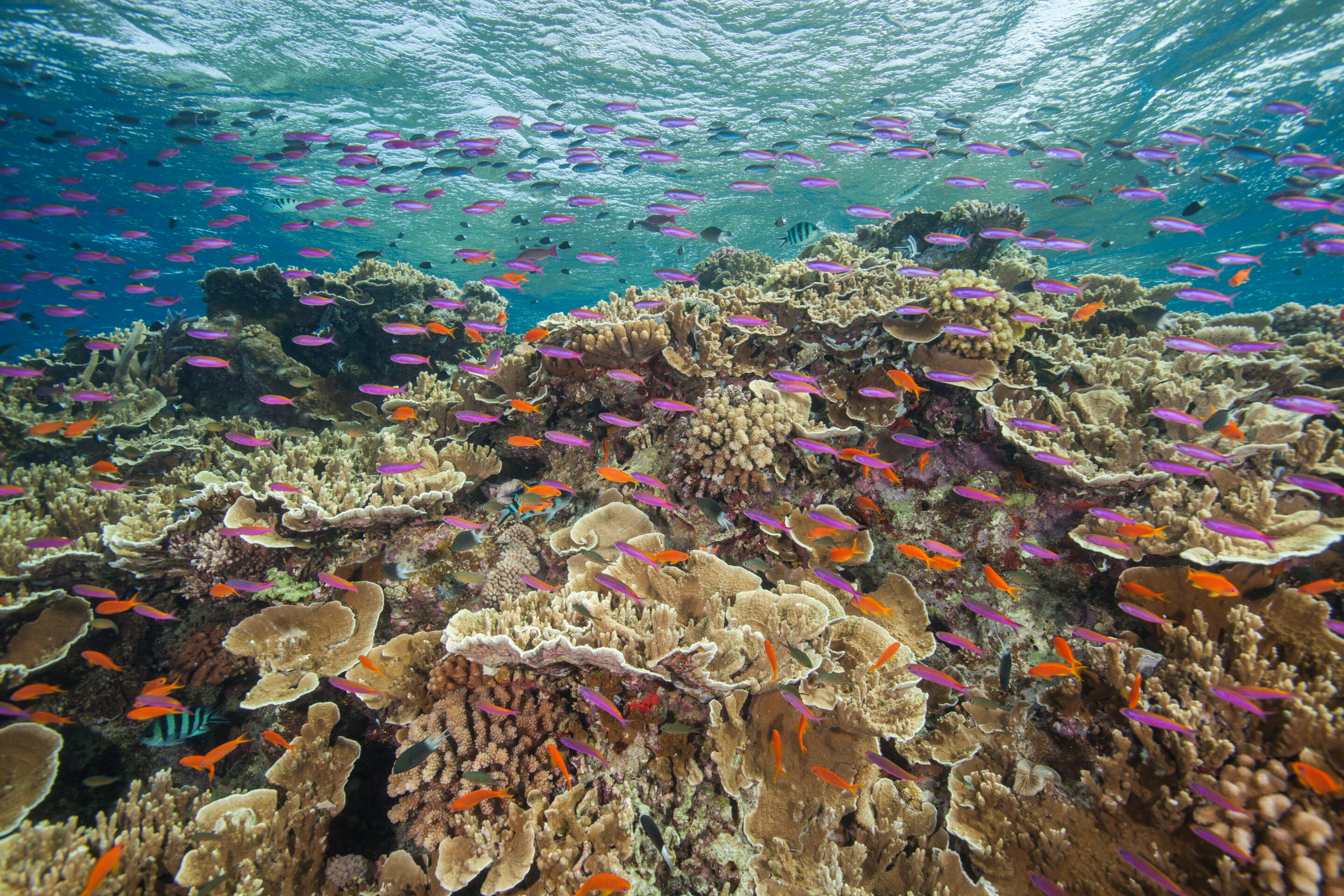 Great Barrier Reef Outlook Report 2024: An ecosystem under pressure