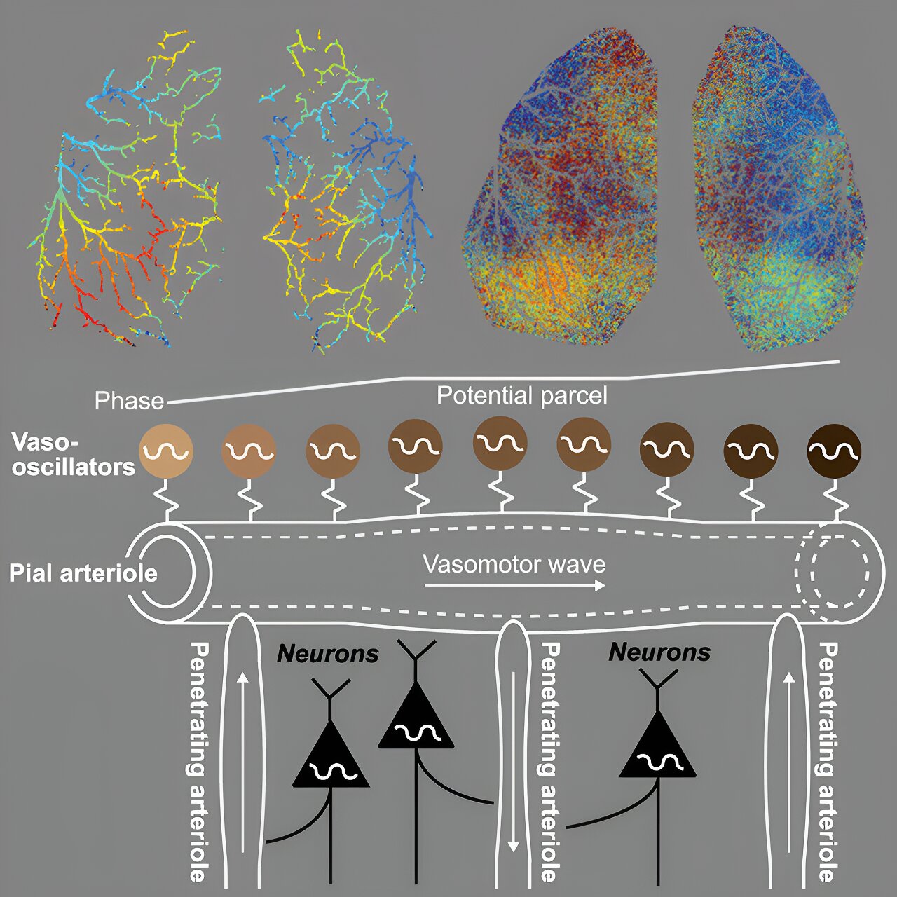 Blood flow makes waves across the surface of the mouse brain