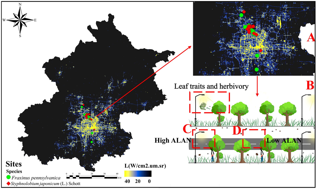 Frontiers | Artificial light at night decreases leaf herbivory in typical urban areas