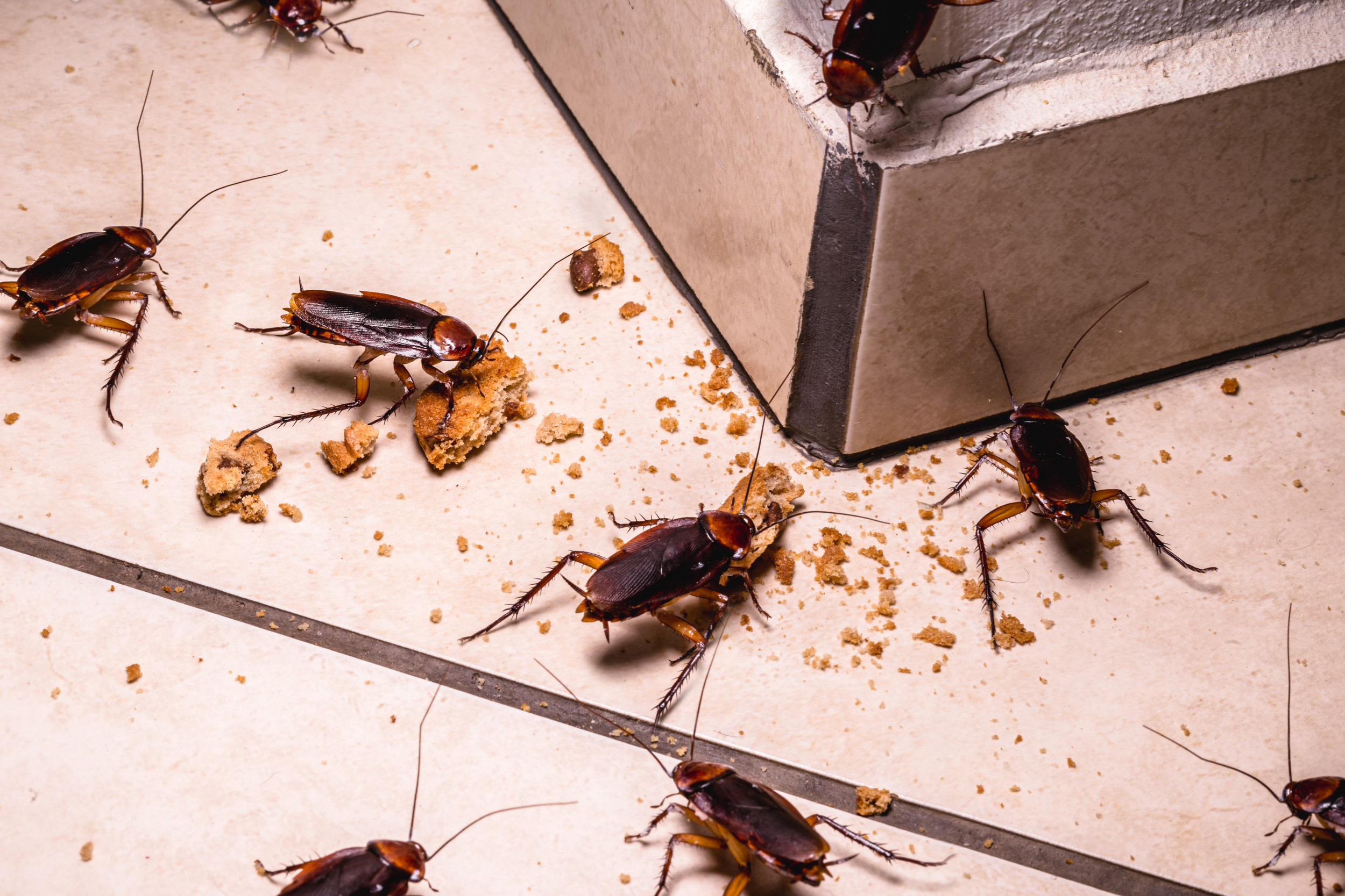 Scientists Reveal How Cockroaches Conquered the World