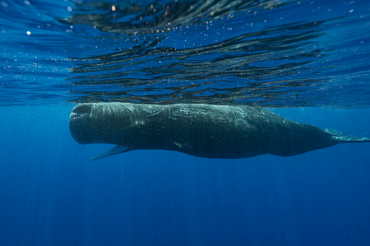 Scientists are learning the basic building blocks of sperm whale language after years of effort