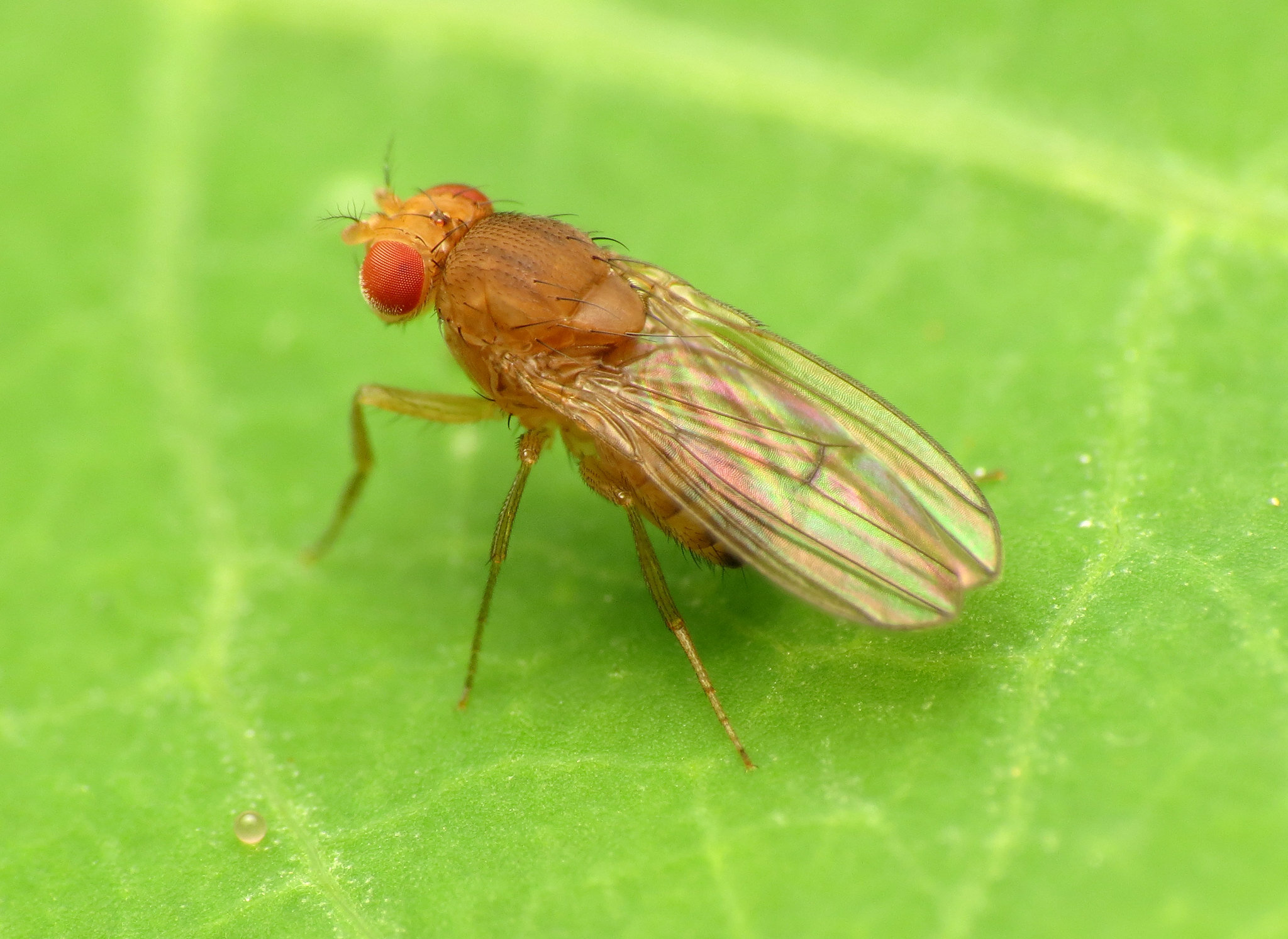 Love is blind for male fruit flies, who will choose sex over safety