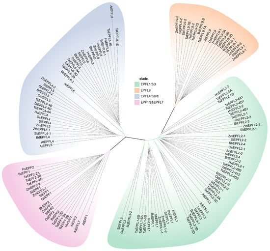 Identification and Functional Analysis of the EPF/EPFL Gene Family in Maize (Zea mays L.): Implications for Drought Stress Response