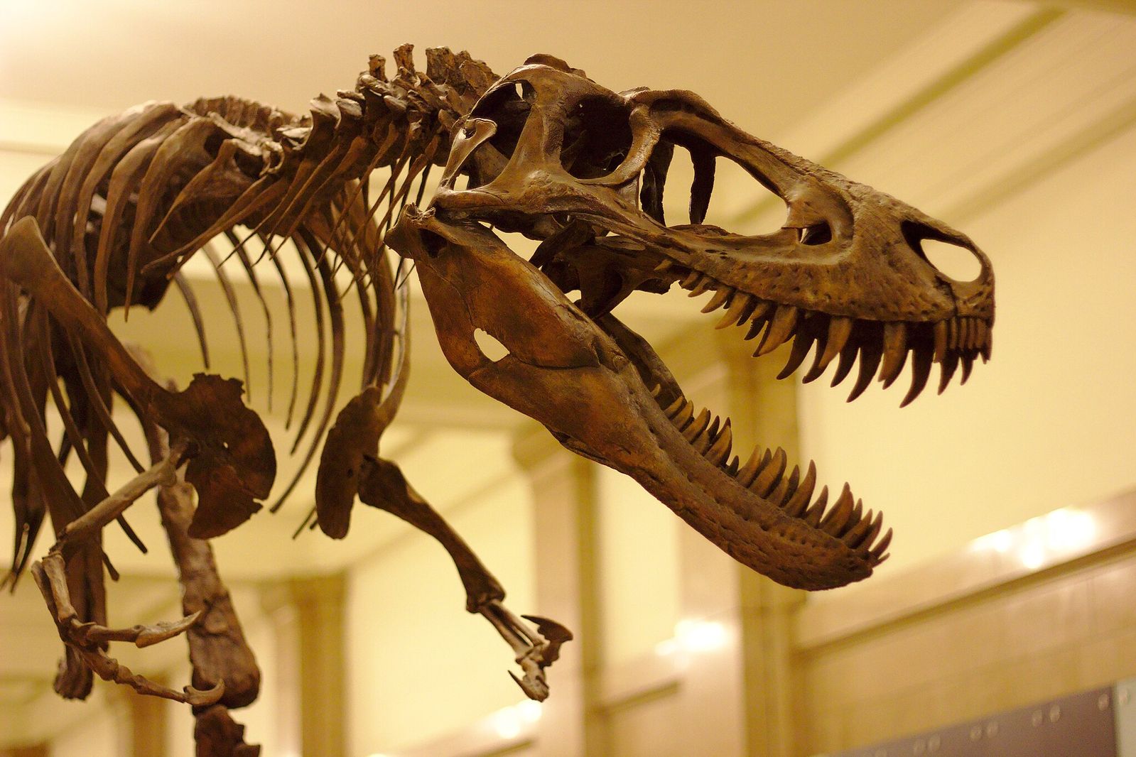How Intelligent Was T. Rex? Scientists Suggest the Dinosaurs Were Like 'Smart, Giant Crocodiles'